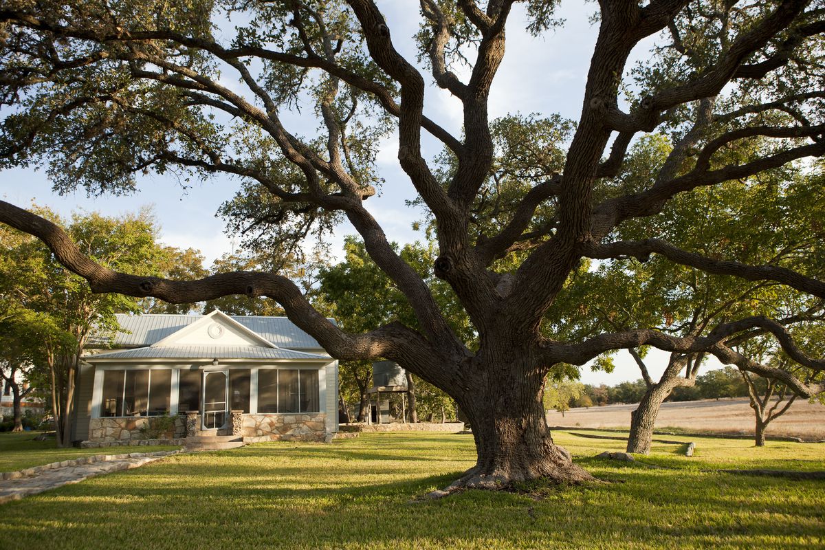 Scott Roberts’s grandmother’s house, beside a massive oak tree.