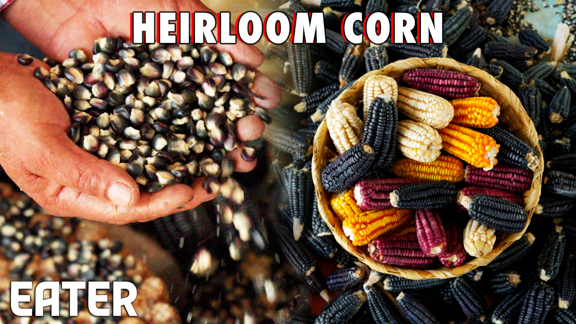 Masienda heirloom corn